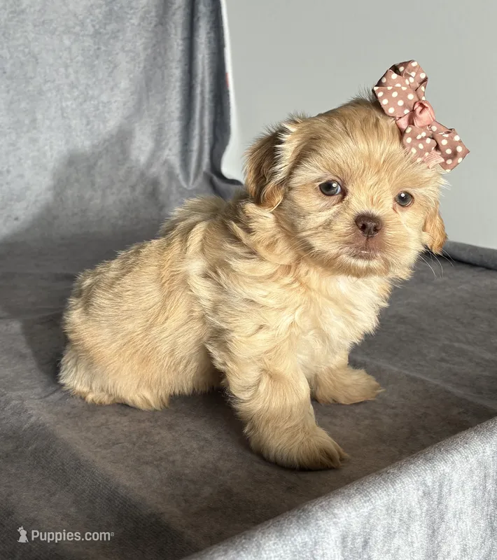 Nina – Shih Tzu puppy for sale in Orwell, OH