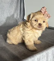Nina, a female Shih Tzu for sale in Orwell, OH – 1 of 4