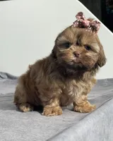 Blossom, a female Shih Tzu for sale in Orwell, OH – Photo 3 of 3