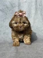 Blossom, a female Shih Tzu for sale in Orwell, OH – Photo 1 of 3