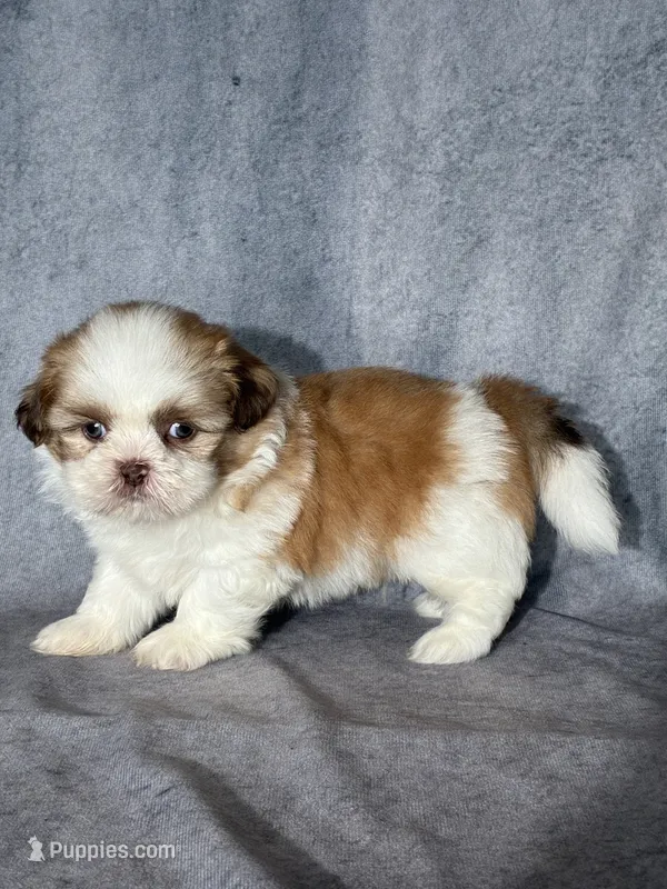 Kai – Shih Tzu puppy for sale in Orwell, OH
