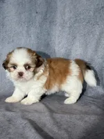 Kai, a male Shih Tzu for sale in Orwell, OH – 1 of 3