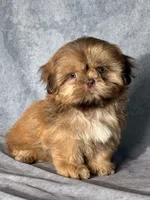 Oscar, a male Shih Tzu for sale in Orwell, OH – 2 of 4