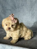 Nina, a female Shih Tzu for sale in Orwell, OH – 2 of 4