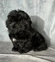 Jet, a male Shih Tzu for sale in Orwell, OH – 3 of 4