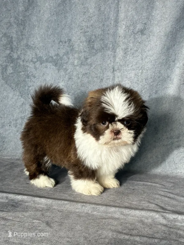 Oliver – Shih Tzu puppy for sale in Orwell, OH