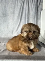Lee (AKC), a male Shih Tzu for sale in Orwell, OH – 3 of 5