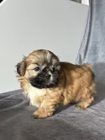 Leo (AKC), a male Shih Tzu for sale in Orwell, OH – 2 of 4