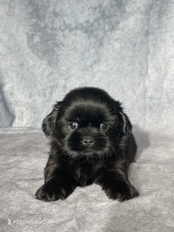 Gabe – Shih Tzu puppy for sale in Orwell, OH