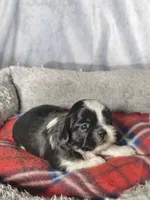 Glenn, a male Shih Tzu for sale in Orwell, OH – 3 of 3