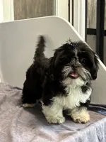 Glenn, a male Shih Tzu for sale in Orwell, OH – 4 of 6