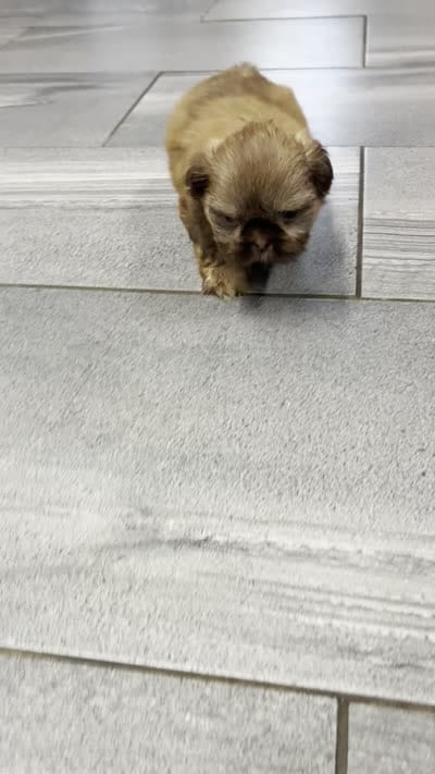 Lee (AKC), a male Shih Tzu for sale in Orwell, OH – 4 of 4