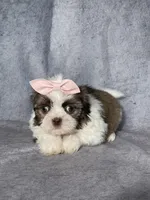 Hanna, a female Shih Tzu for sale in Orwell, OH – 3 of 3
