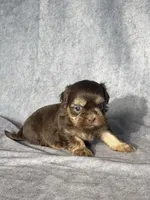Hank, a male Shih Tzu for sale in Orwell, OH – 3 of 3