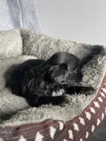 Hutch, a male Shih Tzu for sale in Orwell, OH – 3 of 3