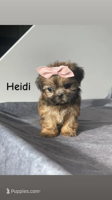 Heidi – Shih Tzu puppy for sale in Orwell, OH