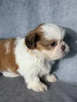 Lenny (AKC), a male Shih Tzu for sale in Orwell, OH – 1 of 5