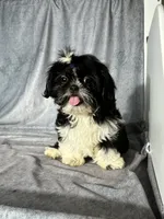 Glenn, a male Shih Tzu for sale in Orwell, OH – 2 of 6
