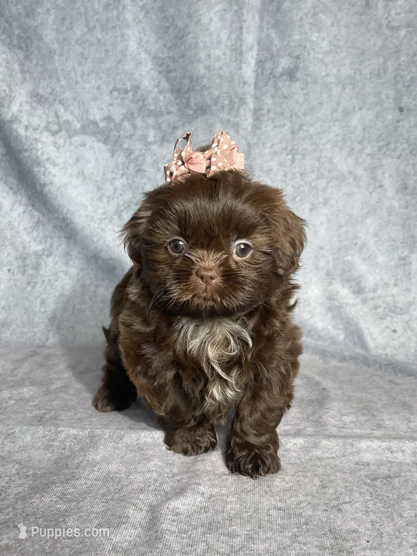 Ira – Shih Tzu puppy for sale in Orwell, OH