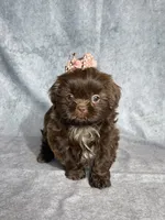 Ira, a female Shih Tzu for sale in Orwell, OH – 1 of 3