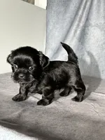 Jack, a male Shih Tzu for sale in Orwell, OH – 4 of 4