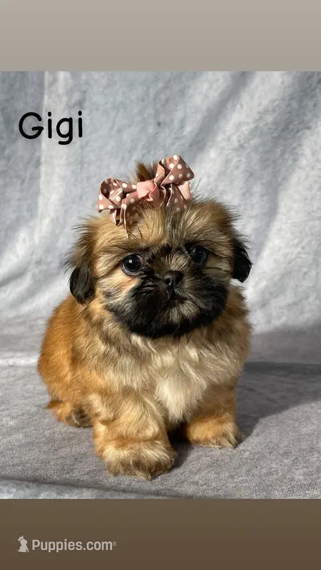 Gigi – Shih Tzu puppy for sale in Orwell, OH