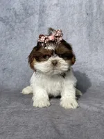 Brooke, a female Shih Tzu for sale in Orwell, OH – Photo 1 of 3