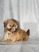 Elvis , a male Shih Tzu for sale in Orwell, OH – 2 of 2