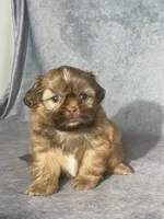Evie, a female Shih Tzu for sale in Orwell, OH – 4 of 4