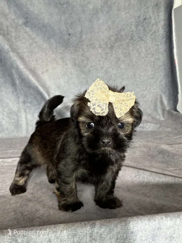 Juliet – Shih Tzu puppy for sale in Orwell, OH