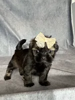 Juliet, a female Shih Tzu for sale in Orwell, OH – 1 of 3