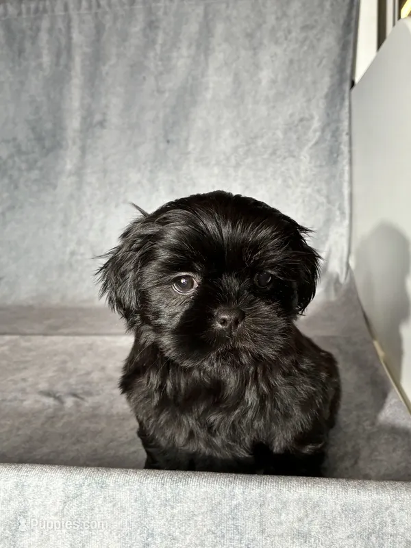 Jack – Shih Tzu puppy for sale in Orwell, OH