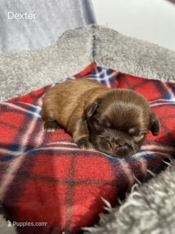 Dexter – Shih Tzu puppy for sale in Orwell, OH