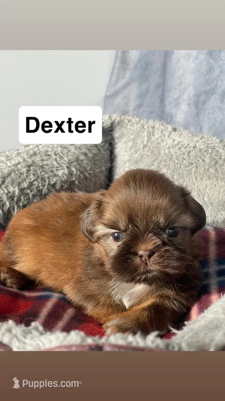 Dexter – Shih Tzu puppy for sale in Orwell, OH
