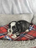 Glenn, a male Shih Tzu for sale in Orwell, OH – 2 of 3