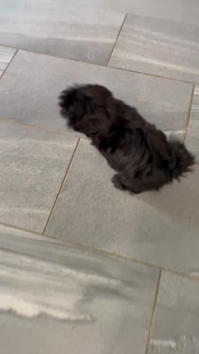 Jet, a male Shih Tzu for sale in Orwell, OH – 4 of 4