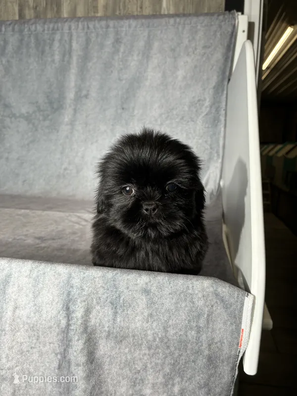 Jupiter – Shih Tzu puppy for sale in Orwell, OH