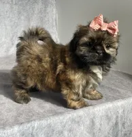 Ivy, a female Shih Tzu for sale in Orwell, OH – 4 of 4