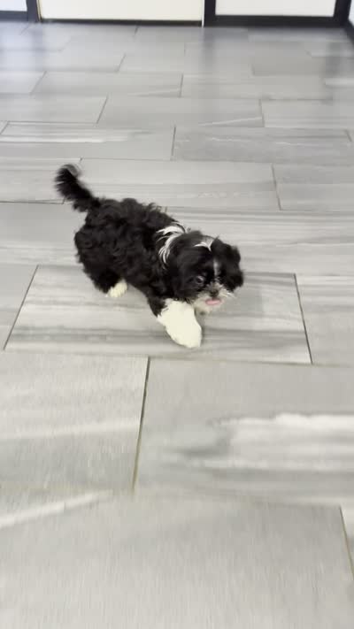 Glenn, a male Shih Tzu for sale in Orwell, OH – 6 of 6
