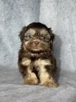 Hank, a male Shih Tzu for sale in Orwell, OH – 3 of 4