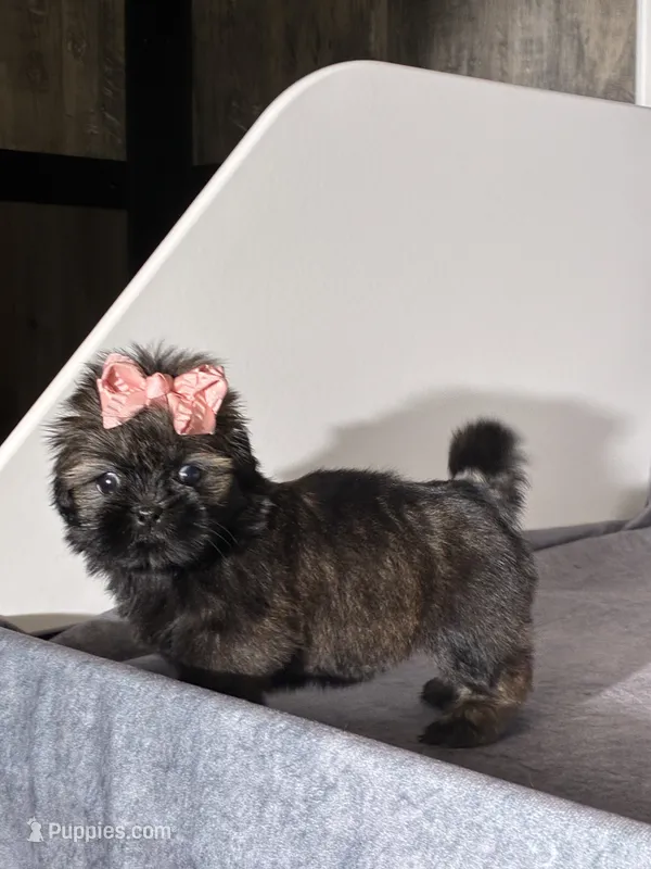 Juliet – Shih Tzu puppy for sale in Orwell, OH