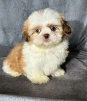 Kai (AKC), a male Shih Tzu for sale in Orwell, OH – 3 of 6
