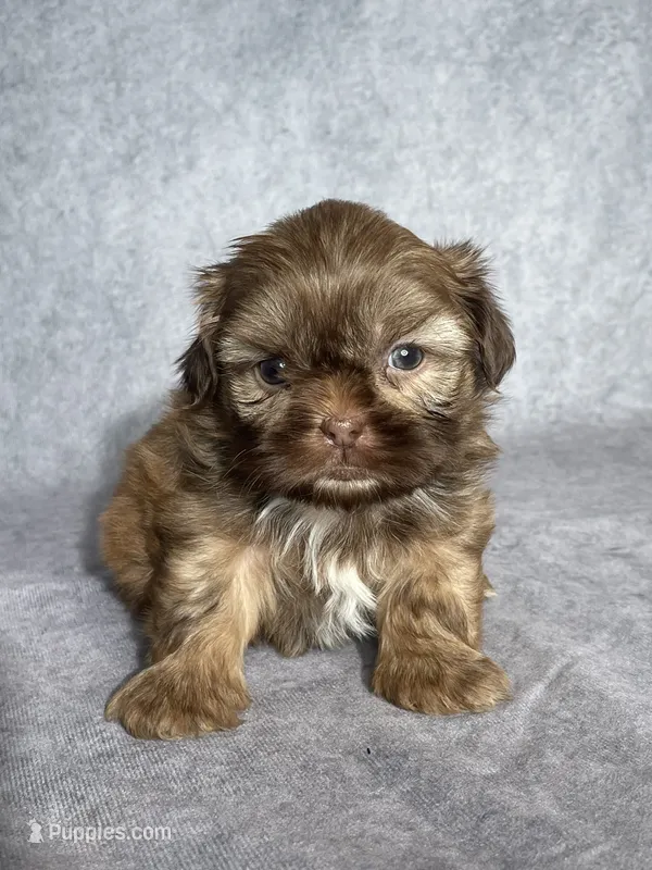 Elvis  – Shih Tzu puppy for sale in Orwell, OH