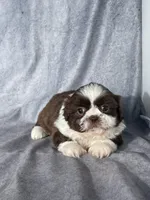 Chase , a male Shih Tzu for sale in Orwell, OH – Photo 1 of 3