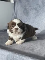 Chase , a male Shih Tzu for sale in Orwell, OH – Photo 2 of 3