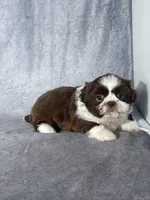 Chase , a male Shih Tzu for sale in Orwell, OH – Photo 3 of 3
