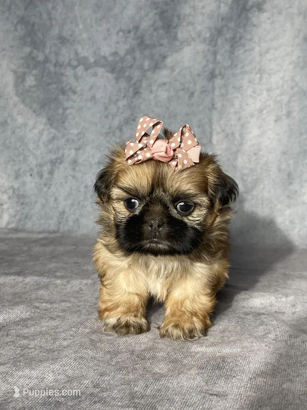 Gigi – Shih Tzu puppy for sale in Orwell, OH