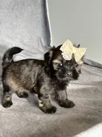 Juliet, a female Shih Tzu for sale in Orwell, OH – 2 of 3