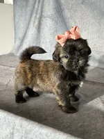 Jenny, a female Shih Tzu for sale in Orwell, OH – 2 of 4