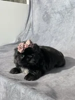 Callie, a female Shih Tzu for sale in Orwell, OH – Photo 1 of 3